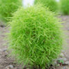 Kochia - Summer Cypress