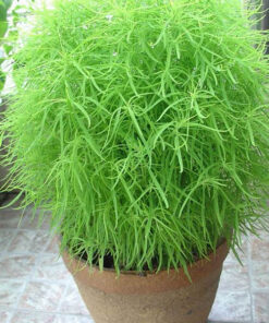 Kochia - Summer Cypress