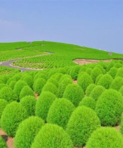 Kochia - Summer Cypress