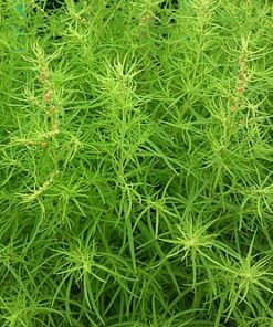 Kochia - Summer Cypress
