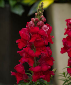 Snapdragon Sonnet F1 Hybrid - Carmine Color