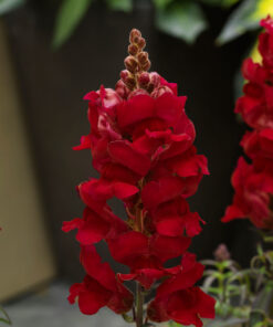 Snapdragon Sonnet F1 Hybrid - Crimson Color