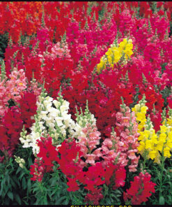 Snapdragon Sonnet F1 Hybrid - Mix Color