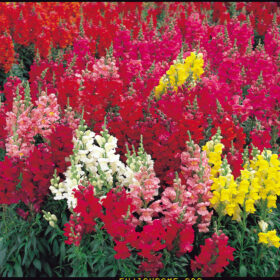Snapdragon Sonnet F1 Hybrid - Mix Color