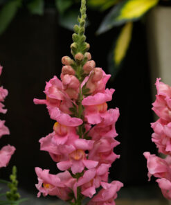Snapdragon Sonnet F1 Hybrid - Pink
