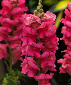 Snapdragon Sonnet F1 Hybrid - Rose Color