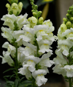 Snapdragon Sonnet F1 Hybrid - White Color