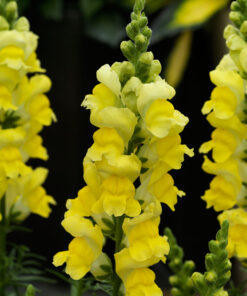 Snapdragon Sonnet F1 Hybrid - Yellow Color