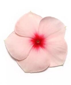 Vinca Pacifica XP - Apricot