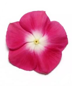 Vinca Pacifica XP - Burgundy Halo