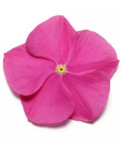 Vinca Pacifica XP - Deep Orchid