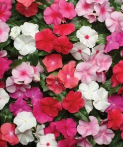 Vinca Pacifica XP - Mix