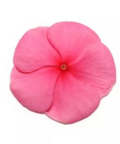 Vinca Pacifica XP - Punch