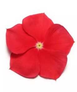 Vinca Pacifica XP - Really Red
