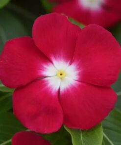 Vinca Pacifica XP - Red Halo