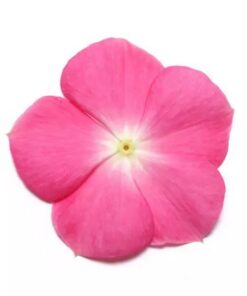 Vinca Pacifica XP - Rose Halo