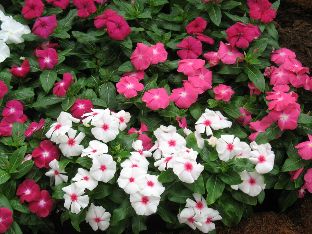 Vinca Victory