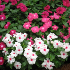 Vinca Seeds - Victory (5000 seeds, 13 colors, Sakata)