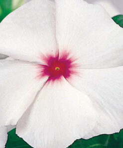 Vinca Victory - Bright Eye