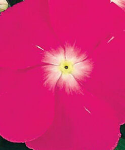 Vinca Victory - Deep Pink