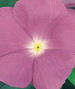 Vinca Victory - Lavender