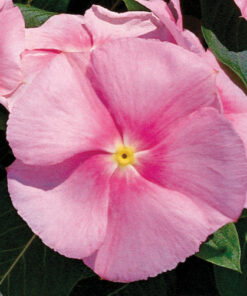 Vinca Victory - Light Pink