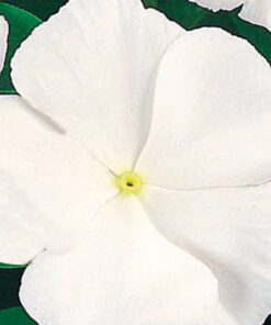 Vinca Victory - Pure White