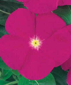 Vinca Victory - Purple