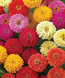 Zinnia Dreamland F1 Hybrid - Mix Color