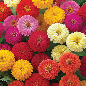 Zinnia Dreamland F1 Hybrid - Mix Color