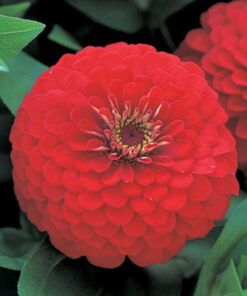 Zinnia Dreamland F1 Hybrid - Red Color