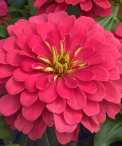 Zinnia Magellan F1 Hybrid - Coral Color