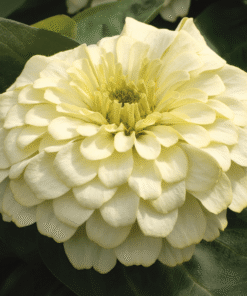 Zinnia Magellan F1 Hybrid - Ivory Color