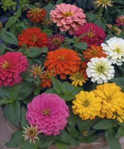 Zinnia Magellan F1 Hybrid