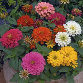 Zinnia Magellan F1 Hybrid