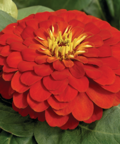 Zinnia Magellan F1 Hybrid - Scarlet Color