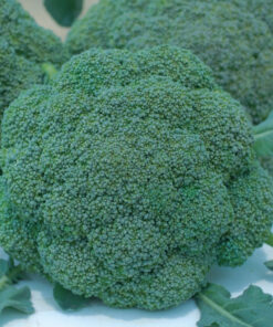 Baro Star Broccoli