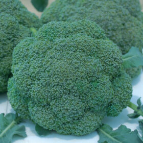 Baro Star Broccoli