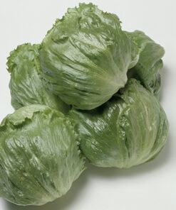 Cisco Iceberg Lettuce