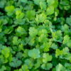 Coriander
