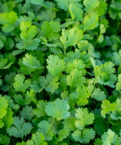 Coriander