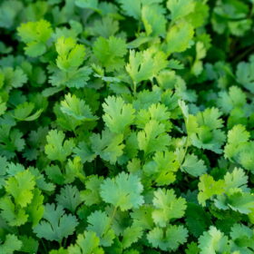 Coriander
