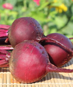 Detroit Supreme F1 Beet Root