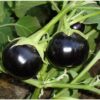 Round, Black Eggplant
