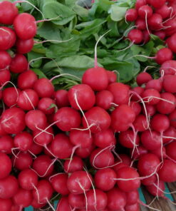 Round Red Radish