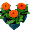 Calendula Calypso