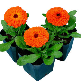Calendula Seeds - Calypso (1000 seeds, Orange, Sakata)