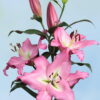 Albareto Lilium