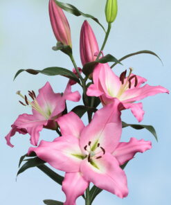 Albareto Lilium