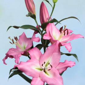 Albareto Lilium